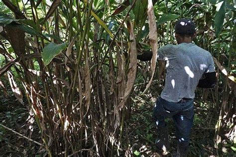 K­ü­r­e­s­e­l­ ­I­s­ı­n­m­a­ ­G­u­a­t­e­m­a­l­a­­d­a­ ­T­a­r­ı­m­ı­ ­Y­o­k­ ­E­t­t­i­:­ ­­H­i­ç­b­i­r­ ­Ş­e­y­i­m­i­z­ ­K­a­l­m­a­d­ı­.­.­.­­